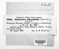 Entyloma australe image